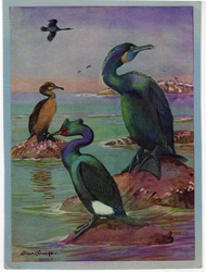 vintage and antique bird prints